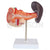 Spleen, Pancreas And Duodenum Model