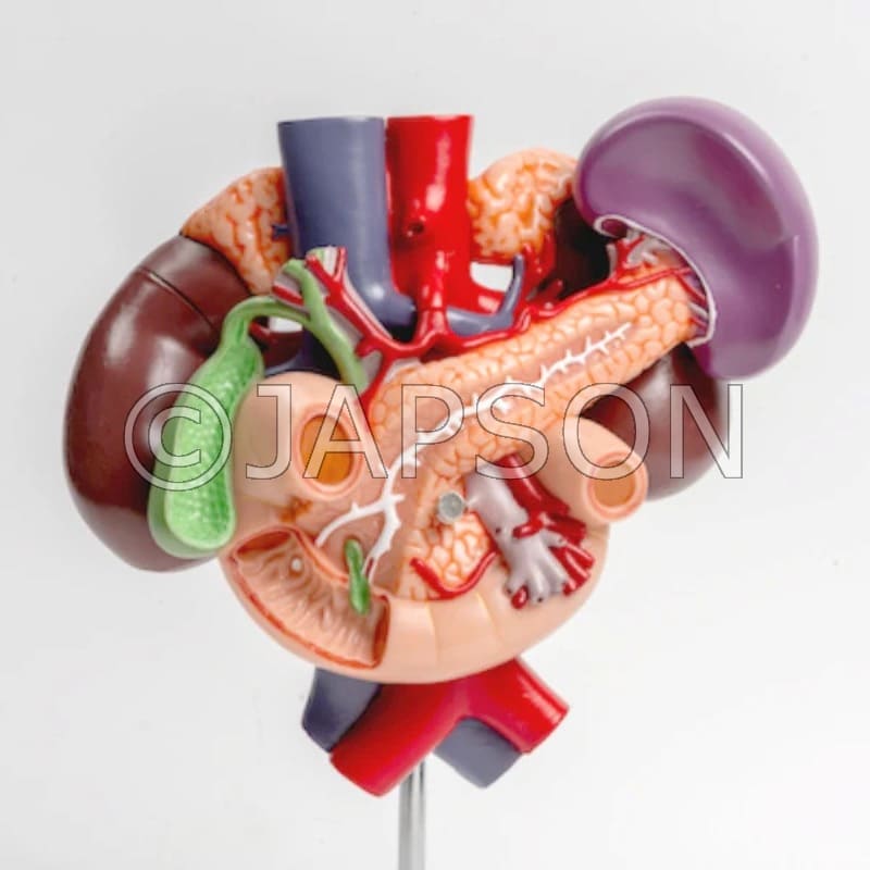 Kidney Model with Rear Organs of Upper Abdomen, 3 parts Model