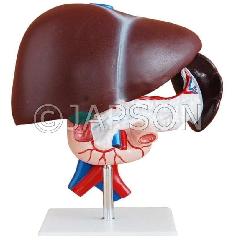 Liver, Pancreas And Duodenum Model