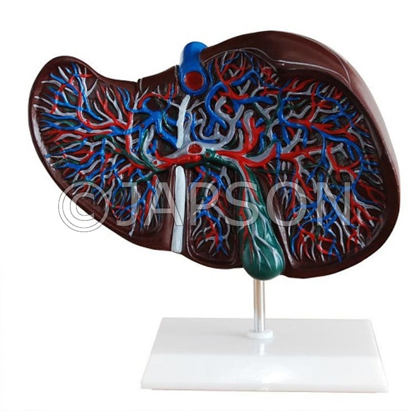 Liver Model