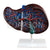 Liver Model