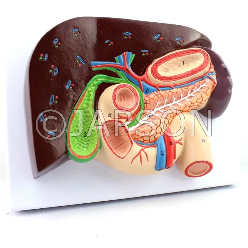 Human Liver with Gall Bladder Model