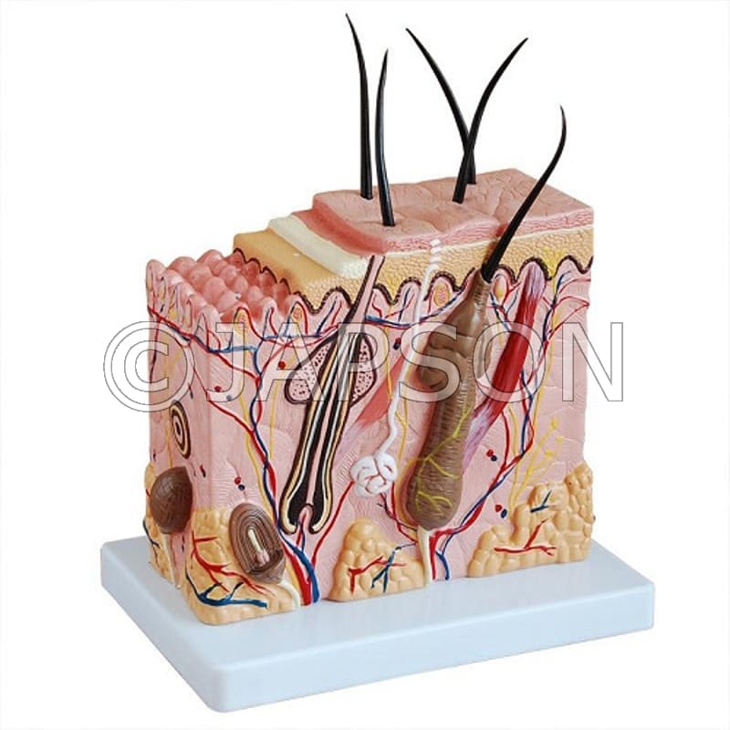 Enlarged Skin Model