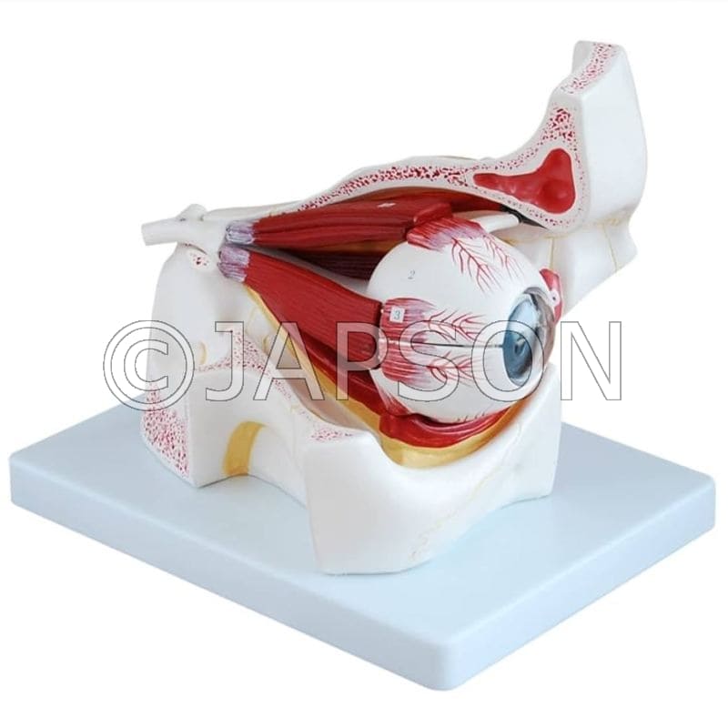 Eye with Orbit Model