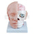 Head with Brain Model