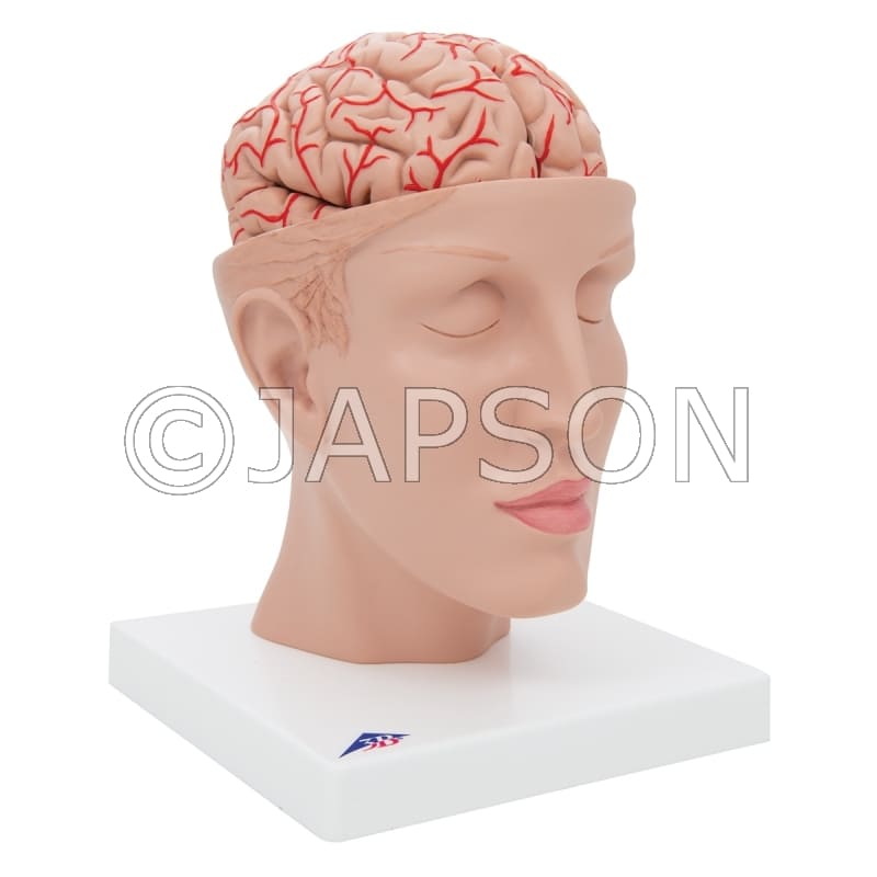 Brain With Arteries on Head Model