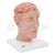 Brain With Arteries on Head Model