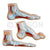 Foot Anatomy Model 3 Parts (Normal, Flat and Arched Foot) Model