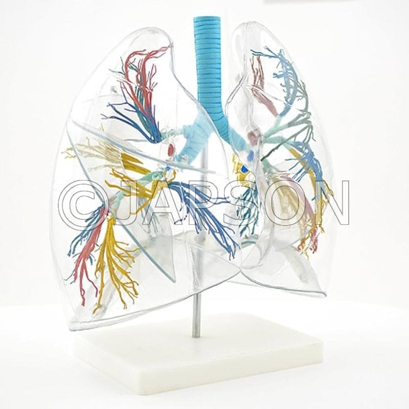Transparent Lung Segment Model