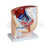 Human Male Pelvis Section (1 Part) Model