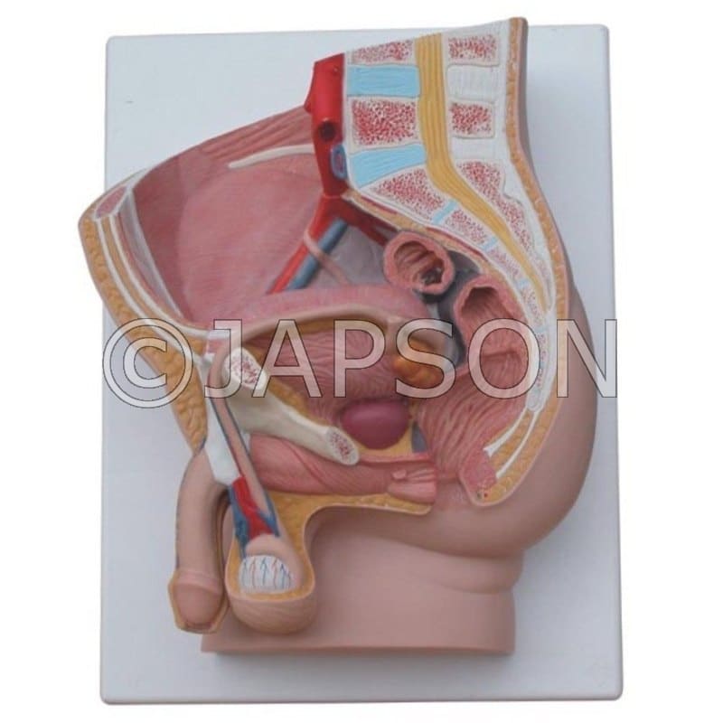 Human Male Pelvis Section (2 Parts) Model