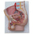 Human Male Pelvis Section (2 Parts) Model