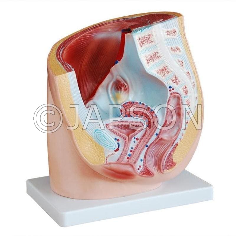 Human Female Pelvis Section (1 part) Model