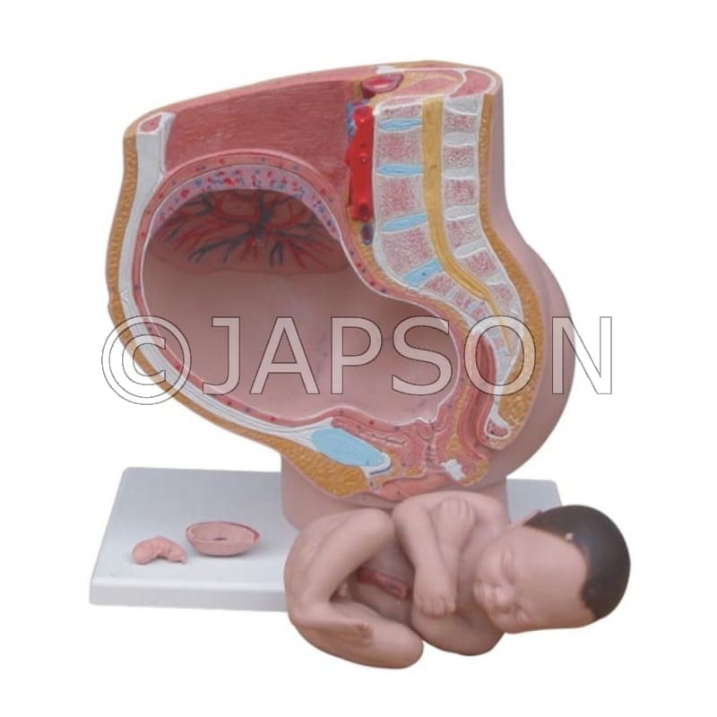 Human Pregnant Female Pelvis Section Model (Life Size) for Demonstration