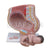 Human Pregnant Female Pelvis Section Model (Life Size) for Demonstration