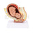 Human Pregnant Pelvis Section with Fetus (Miniature) Model
