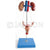 Female Urogenital System Model