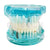 Transparent Dental Implantation Tooth Model