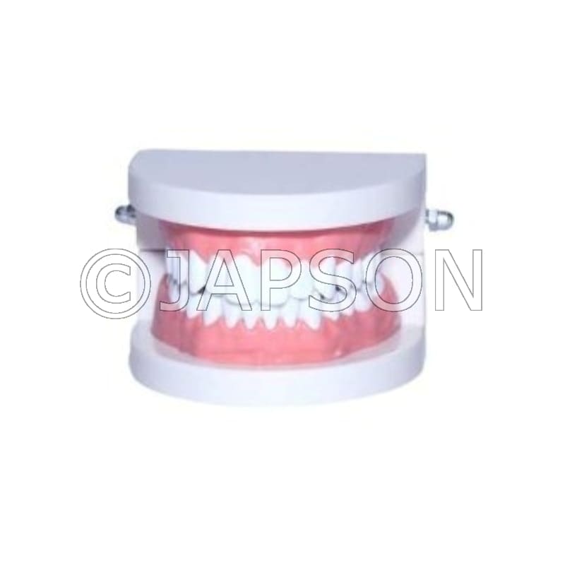 Adult Gum Teeth Model