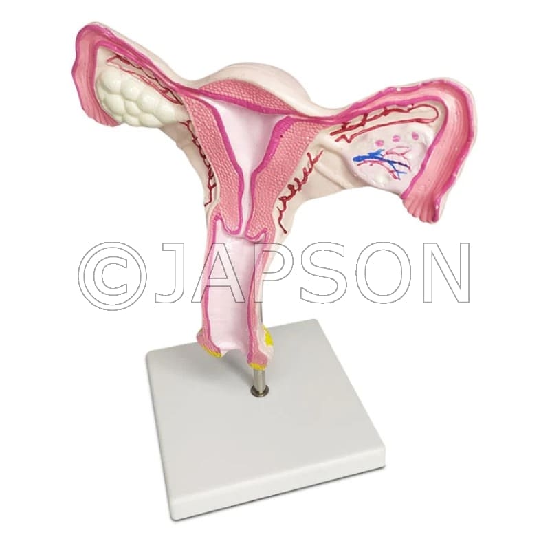 Magnified Uterus Model