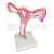 Magnified Uterus Model