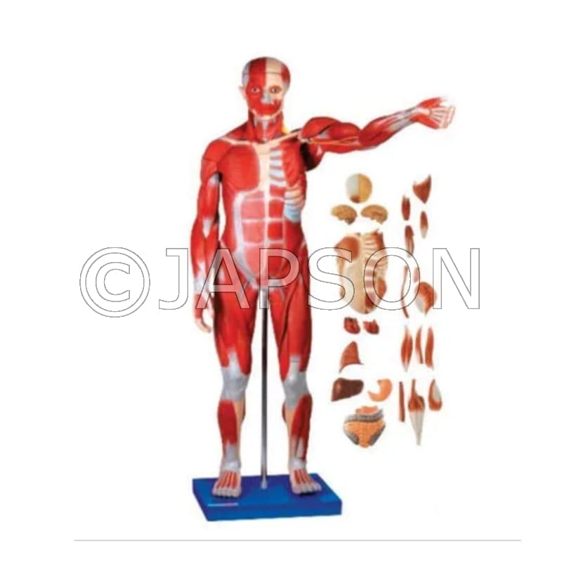 Male Muscular Figure 78 CMS Model