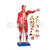 Male Muscular Figure 78 CMS Model