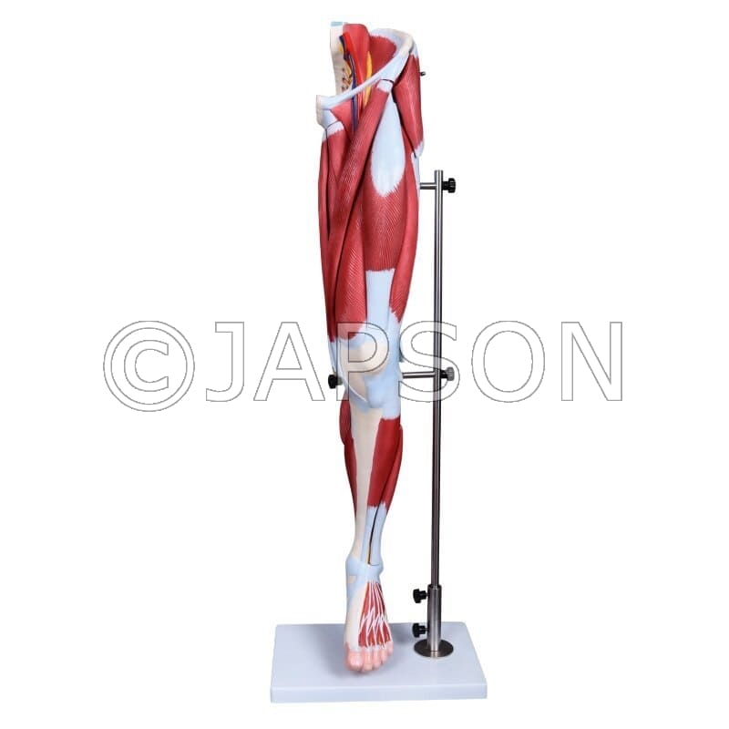 Muscles of Leg with Main Vessels And Nerves Model