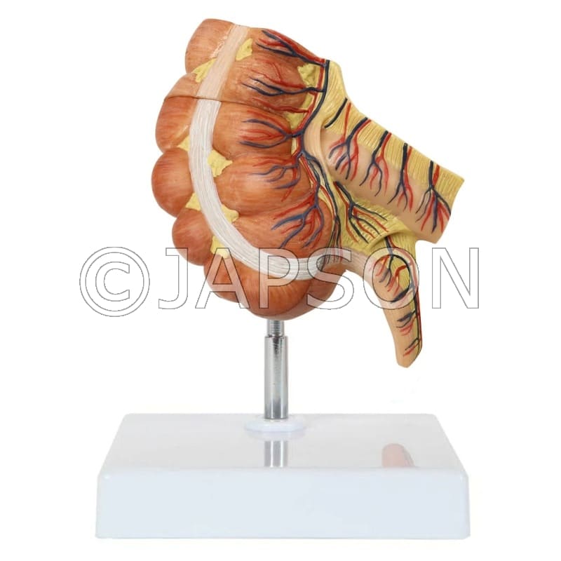 Appendix And Caecum Model