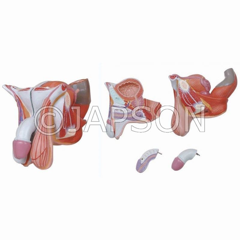 Male Genital Organs Model