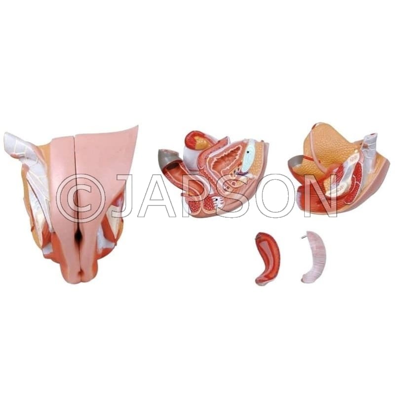Female Genital Organs Model