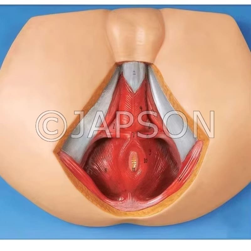 Male Perineum Anatomy Model