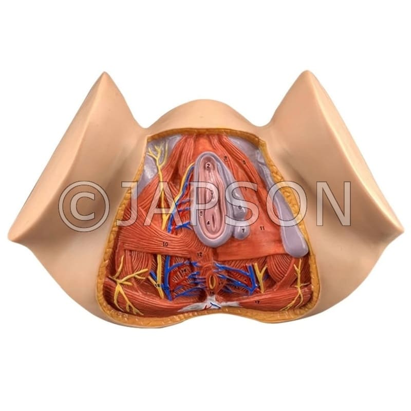 Female Perineum Anatomy Model