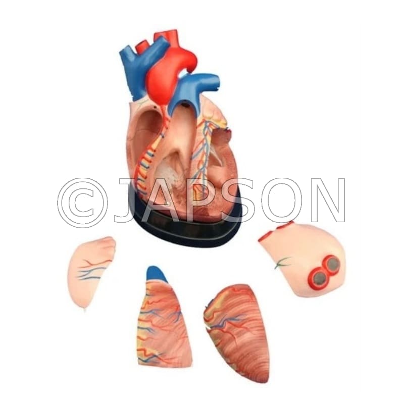 Middle Heart Model