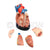 Middle Heart Model