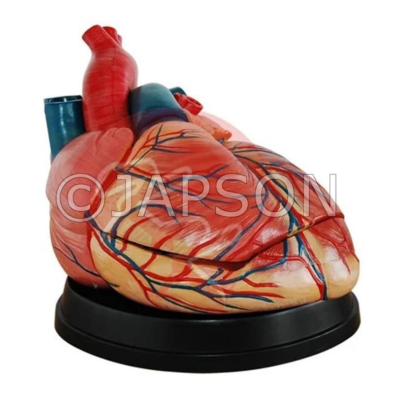 Jumbo Heart Model