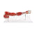 Muscles of Arm with Main Vessels and Nerves Model