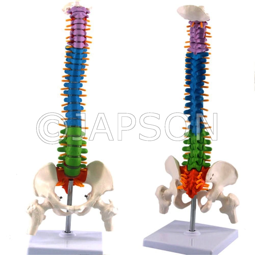Mini Coloured Spine Model