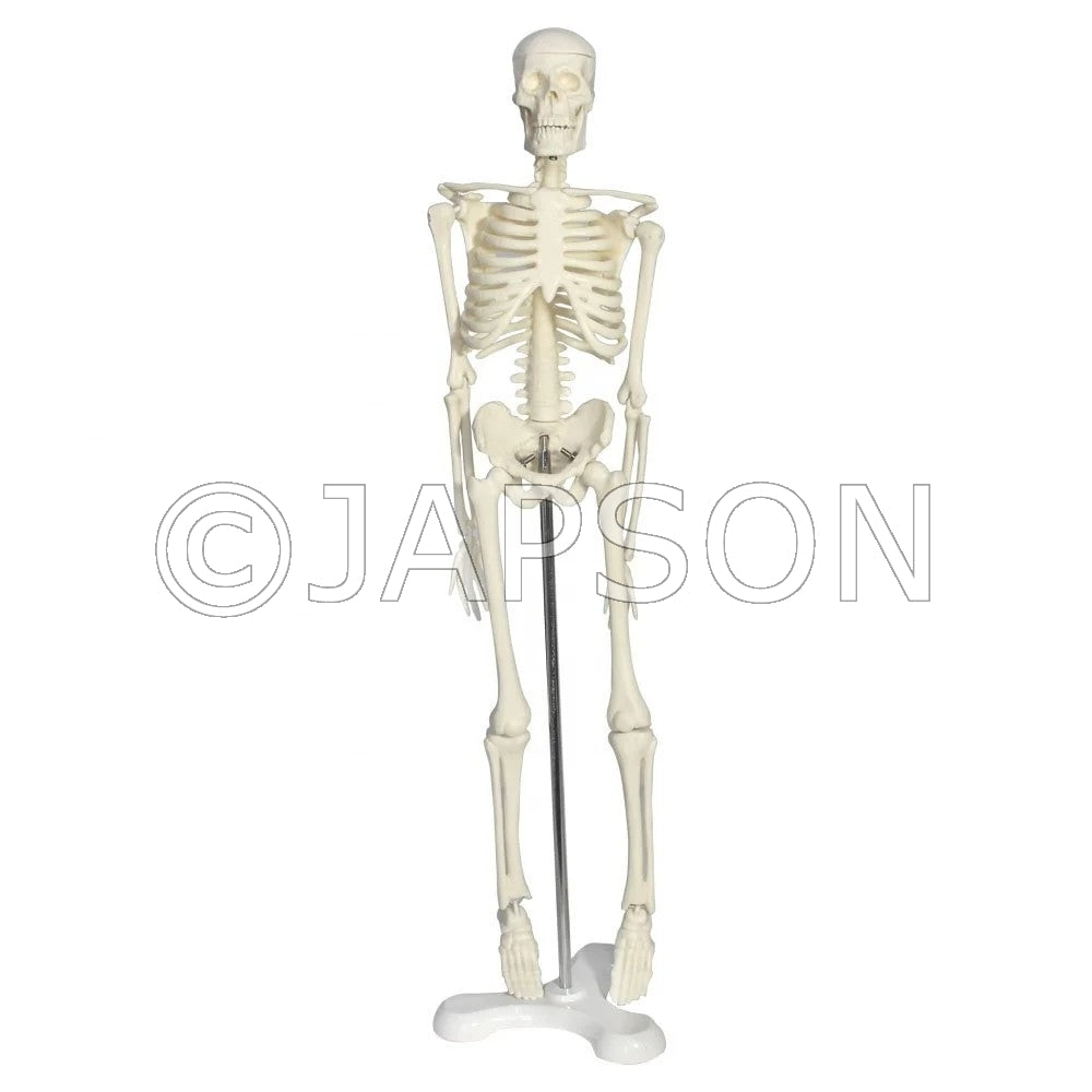 Mini Human Skeleton, 42cm Model