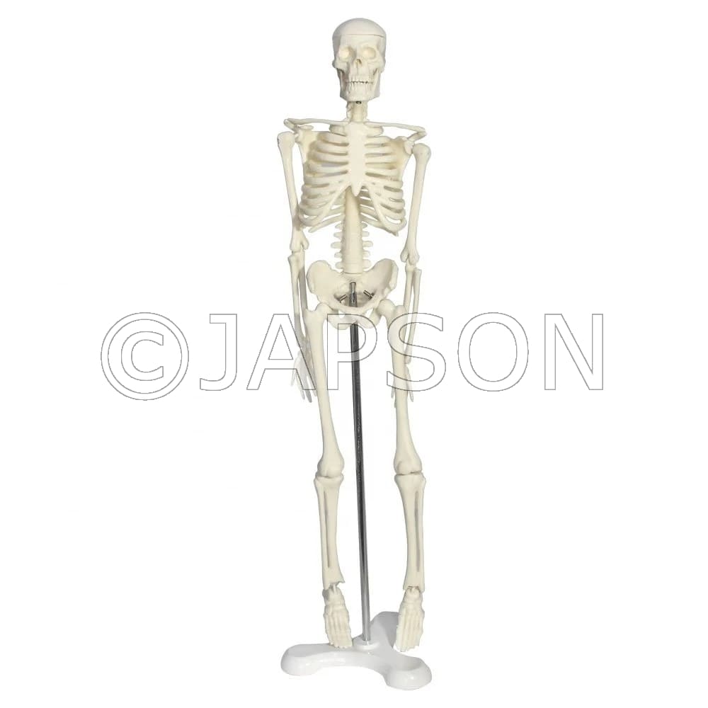 Mini Human Skeleton Model 42Cm