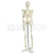 Mini Human Skeleton Model 42Cm