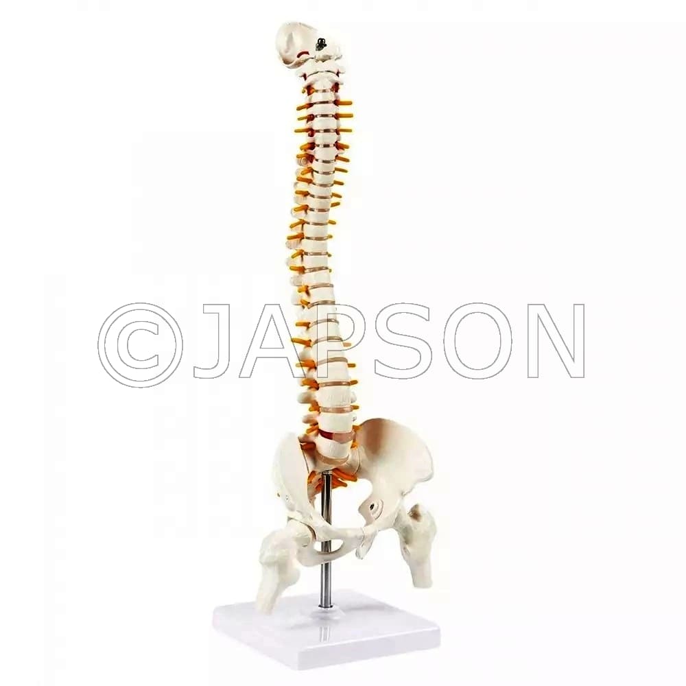 Mini Spine Model