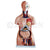 Mini Unisex Torso 50 cms Model, PVC Plastic