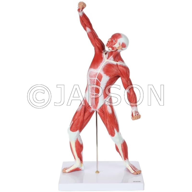 Miniature Human Muscular Figure Model Model