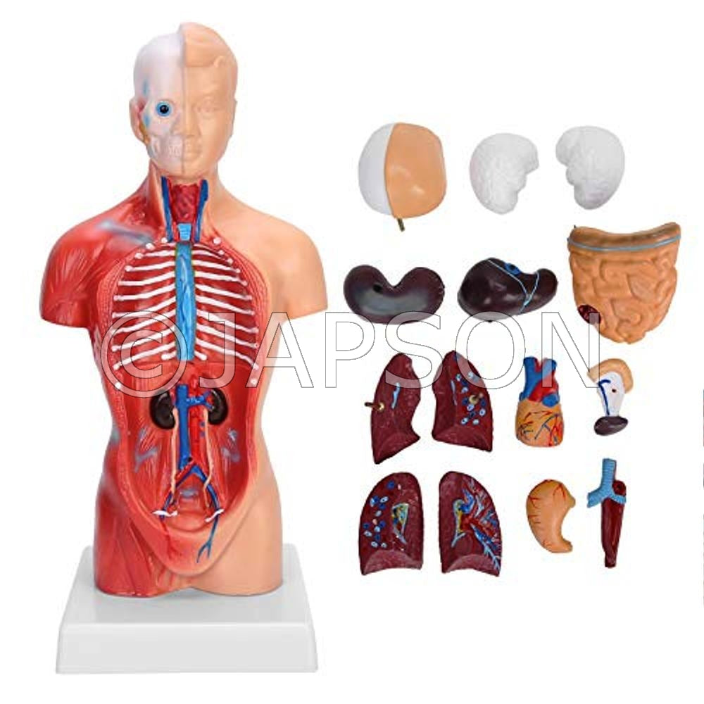 Miniature Torso 28 cms Model, PVC Plastic