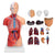 Miniature Torso 28 cms Model, PVC Plastic