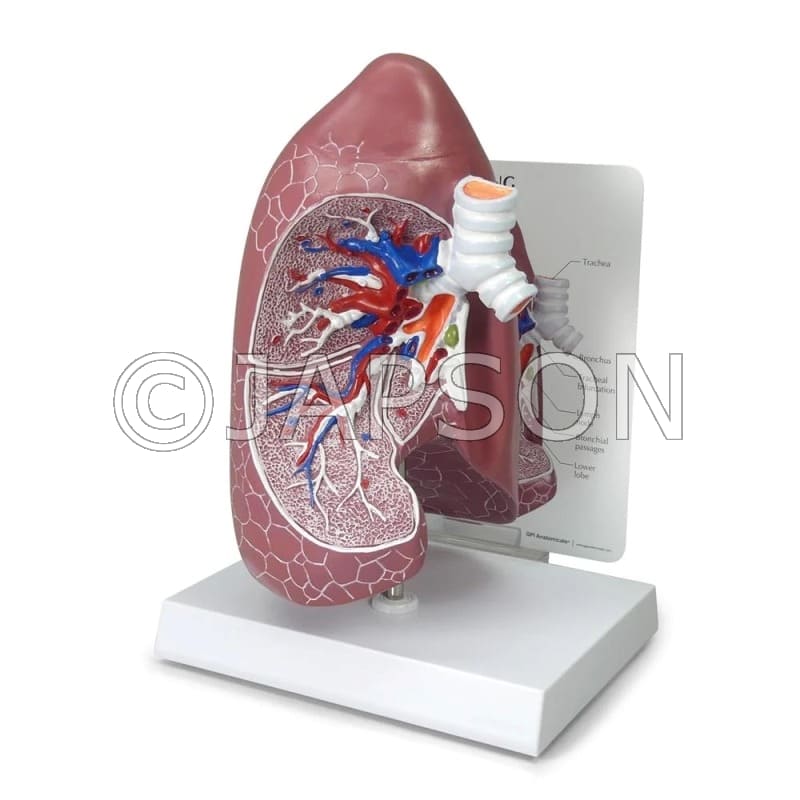 Basic Lung Anatomy Model