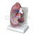 Basic Lung Anatomy Model