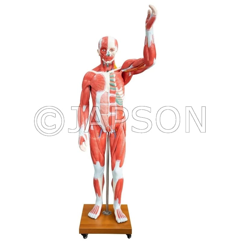Life Size Human Muscle Model 29 parts Model