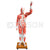 Life Size Human Muscle Model 29 parts Model